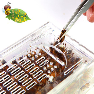 벌침 벌침벌 봉침벌 벌 벌침용벌 봉침용벌/70~80마리내외 먹이서비스